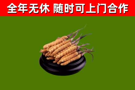 河北回收散虫草