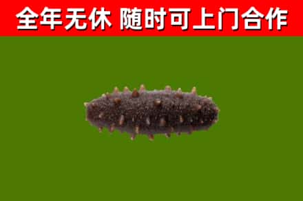 河北回收海参干